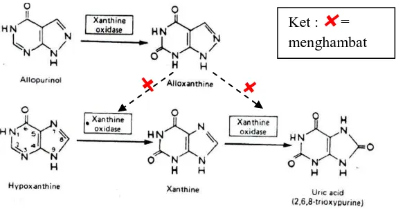 Gambar 2.1 Mekanisme inhibisi sintesis asam urat oleh allopurinol (Katzung, 2002)  