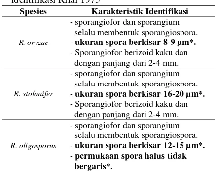 Tabel 2 Identifikasi Rhizopus berdasarkan kunci identifikasi Rifai 1973  