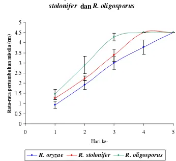 Gambar 5 Rata-rata pertumbuhan miselia R. oryzae, R. stolonifer dan R. Oligosporus 