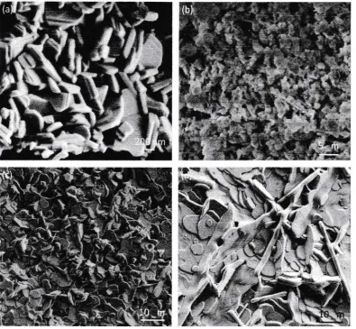 Fig. 3: Grain morphologies of'BNT075 tith vorious heot-teottilents. (a) HTl,(h) IIT2, (c) H7'3 und (d) HT4