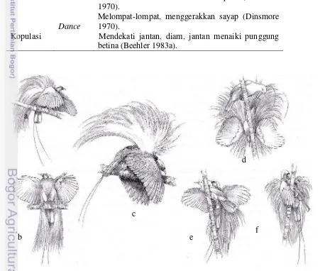 Gambar 4  Postur display cendrawasih kuning besar ( P. apoda), (a-b) wing pose, sayap 