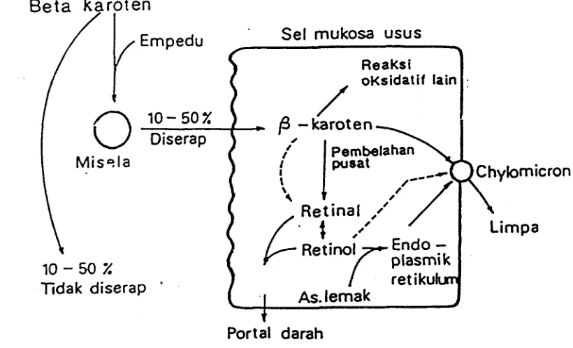 Gambar 5. ~ i s h i s i  p-karoten di dalam tubuh (Erdman, 1989). 