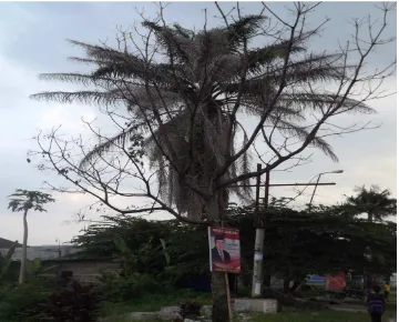 Gambar 3. Pohon yang kesehatan batang dan tajuknya buruk dan menjadi ancaman terhadap  bangunan dan kabel listrik di Jalan D.I Panjaitan 