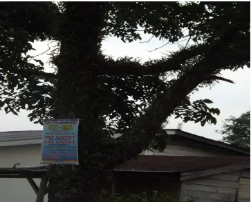 Gambar 8. Pohon yang tajuknya beberapa bagian telah mati dan keberadaan pohon menjadi ancaman terhadap bangunan dan kabel listrik di Jalan Rakutta sembiring 