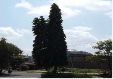 Gambar 3.Pohon Glodokan yang terdapat di kelima jalur hijau. 