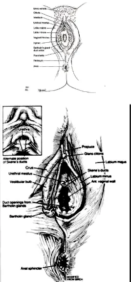 Gambar 1. Anatomi genitalia eksterna wanita  