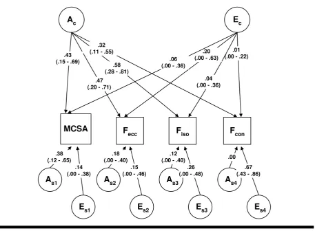 Figure 2AcEcAsEs model with variance components values of each path in muscle cross-sectional area (MCSA) and the three contraction types
