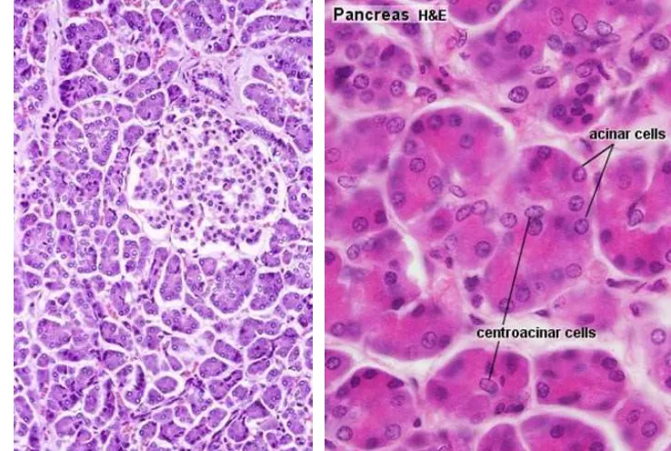 Gambaran Mikroskopis Pankreas