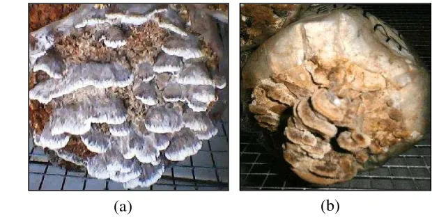 Gambar 2  Tubuh buah jamur Lentinus isolat LSC7 (a) dan LU11 (b) pada media 