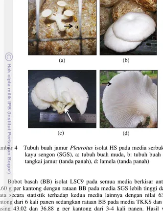 Gambar 4   Tubuh buah jamur Pleurotus isolat HS pada media serbuk gergajian 