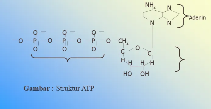Gambar : Struktur ATP