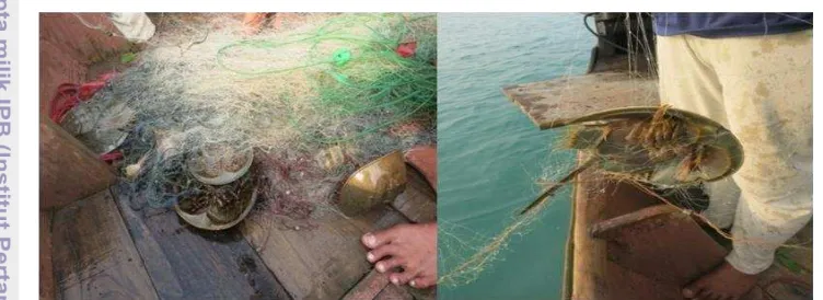 Gambar 1 Mimi yang menjadi bycatch nelayan rajungan dan mimi merusak jaring 