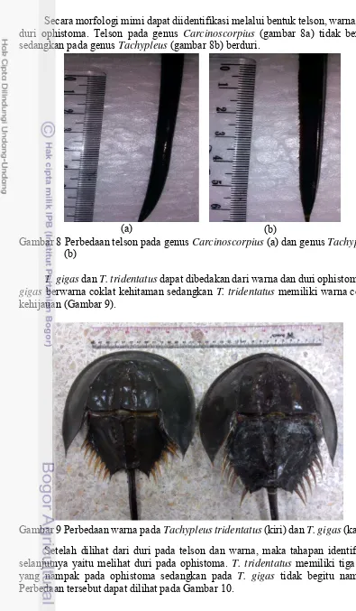 Gambar 8 Perbedaan telson pada genus Carcinoscorpius (a) dan genus Tachypleus 