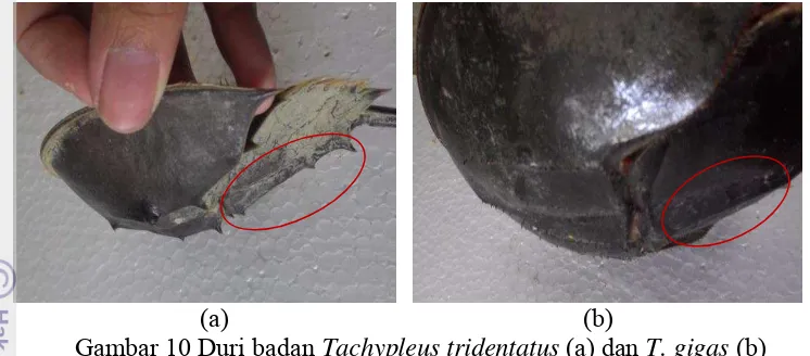 Gambar 10 Duri badan Tachypleus tridentatus (a) dan T. gigas (b) 