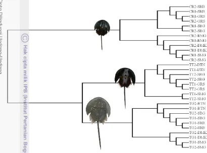Gambar 14 Konstruksi pohon fenetik spesies  Tachypleus gigas, T. tridentatus, dan 