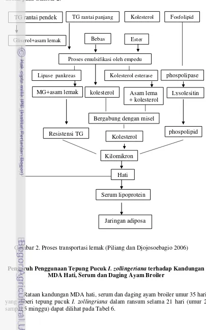 Gambar 2. Proses transportasi lemak (Piliang dan Djojosoebagio 2006) 