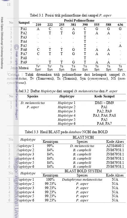 Tabel 3.1  Posisi titik polimorfisme dari sampel P. asper 