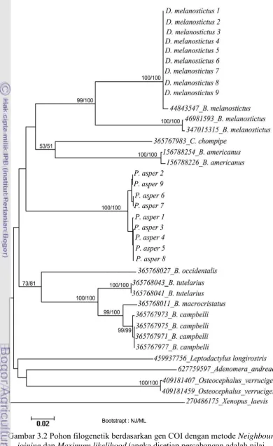 Gambar 3.2 Pohon filogenetik berdasarkan gen COI dengan metode Neighbour 