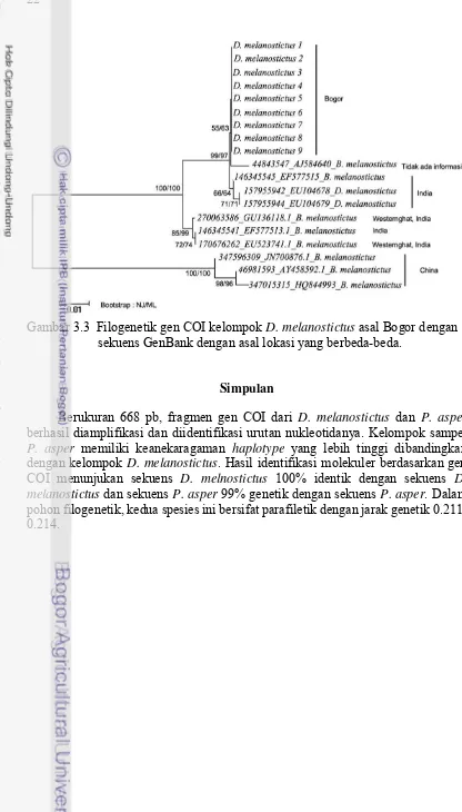 Gambar 3.3  Filogenetik gen COI kelompok D. melanostictus asal Bogor dengan      