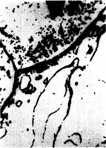FIG. 2. Image in Fig. 1 thresholded at t = 200. 
