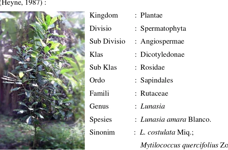 Gambar 1 Kemaitan (Lunasia amara Blanco.).  