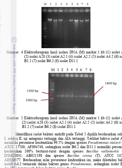 Gambar  4 Elektroforegram hasil isolasi DNA (M) marker 1 kb (1) isolat A27 