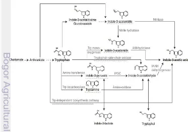 Gambar  7 Lintasan sintesis AIA pada sel bakteri (Spaepen et al. 2007) 
