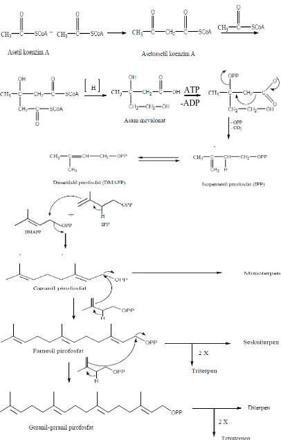 Gambar 2.2 Biosintesisa Terpenoid (Achmad, 1985) 