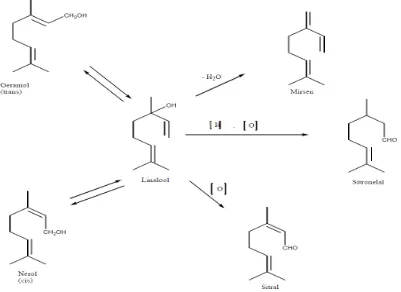 Gambar 2.3. Perubahan Senyawa Monoterpen  (Achmad, 1985) 