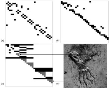 Figure 9. Characteristic images of Darwinius masillae: (a) adjacency, (b) incidence, (c) path, and (d) Dm’s foot.