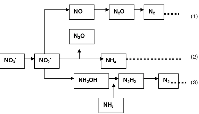 Gambar 2 Lintasan reduksi nitrat oleh aktivitas bakteri (1) Denitrifikasi,(2).Reduksi nitrat amonifikasi disimilatif (3) Oksidasi amonia secaraNHNH33anaerob.