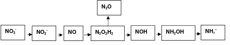Gambar 3  Bagan pembentukan N2O pada reduksi nitrat oleh bakteri DNRA(Darjamurni 2003)