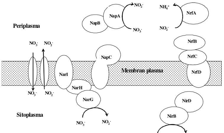 Gambar 4  Enzim pereduksi nitrat bakteri nitrat amonifikasi   disimilatifNO4disimilatif diantaranya berkaitan erat dengan sistem sensor regulator sebagaimikroorganisme anaerob fakultatif