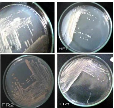 Gambar 5  Morfologi koloni dari isolat  LF6, HF7, FR2 dan FR1  padamedium denitrifikasi