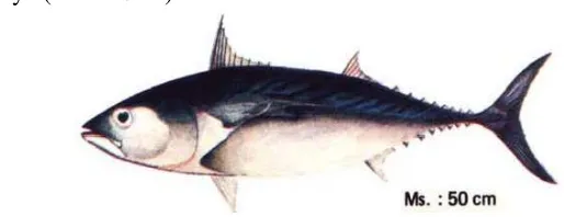 Gambar 2 Ikan tongkol (Auxis thazard) (Balai Penelitian Perikanan Laut 1992)