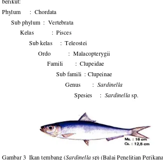 Gambar 3 Ikan tembang (Sardinella sp) (Balai Penelitian Perikanan Laut 1992)