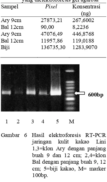 Tabel 3  Data pixel dan konsentrasi hasil RT-PCR jaringan kulit klon kakao yang dielektroforesis gel agarosa 