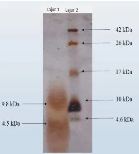 Gambar 7 Profil pemisahan plantarisin U10 dengan SDS-PAGE dan pewarnaan 