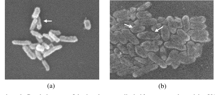 Gambar 9 Perubahan morfologi sel yang disebabkan oleh plantarisin U10 
