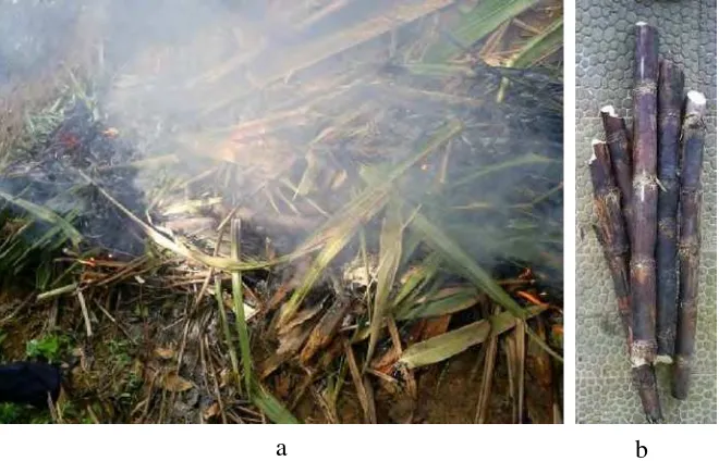 Gambar 3. (a) Proses pembakaran tebu; (b) Tebu bakar potong