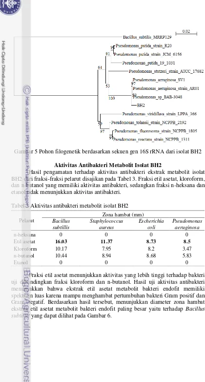 Gambar 5 Pohon filogenetik berdasarkan sekuen gen 16S rRNA dari isolat BH2 