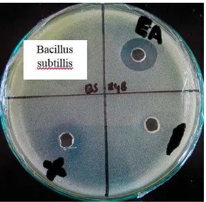 Gambar 6 Zona hambat yang terbentuk pada pengujian ekstrak etil asetat metabolit isolat BH2 terhadap Bacillus subtillis  
