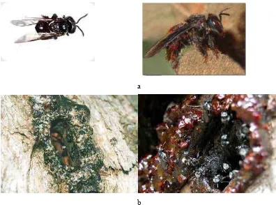 Gambar 2 (a) Lebah Trigona spp. (b) Sarang lebah Trigona spp (Pyper, 2007)  