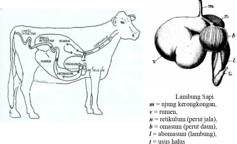Gambar 3. Anatomi sistem pencernaan sapi (sumber : Wikipedia, 2006a) 