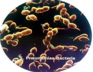 Gambar 6, Bakteri Klebsiella sp (Sumber : Wikipedia, 2007) 