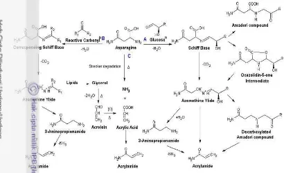 Gambar 3 Jalur pembentukan akrilamida pada makanan (Jin et al. 2013) 