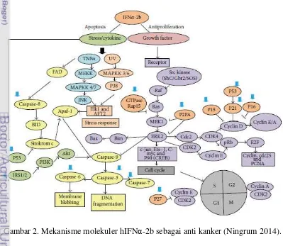 Gambar 2. Mekanisme molekuler hIFNα-2b sebagai anti kanker (Ningrum 2014). 