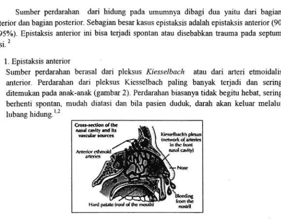 Gambar 2. posterior, Pleksus Kiesselbach (little area, anastomosis a. etmoid anterior dana