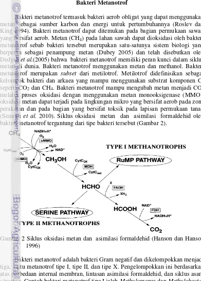 Gambar 2 Siklus oksidasi metan dan  asimilasi formaldehid (Hanson dan Hanson 