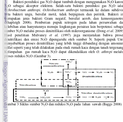 Gambar 3 Siklus sumber N 2O dan reduksi N2O pada  lahan  sawah (Baggs 2008) 